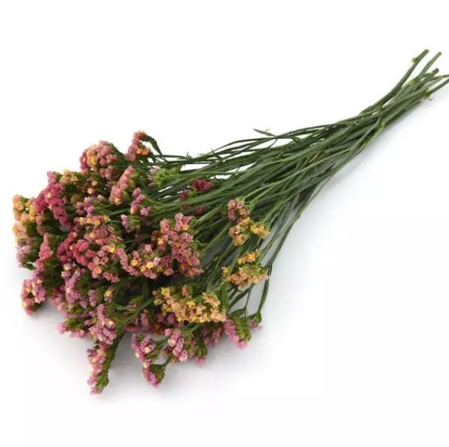 limonium_qis_apricot.jpg